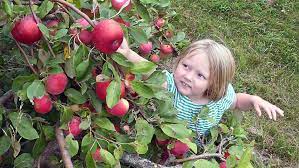 Irish Mountain Orchard